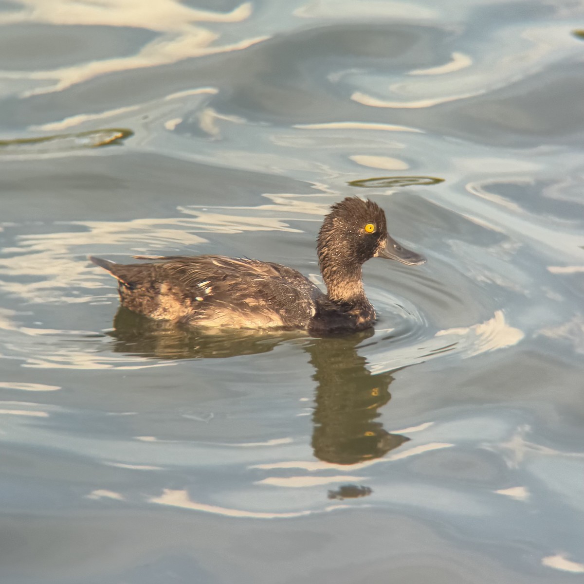 Lesser Scaup - ML639389249