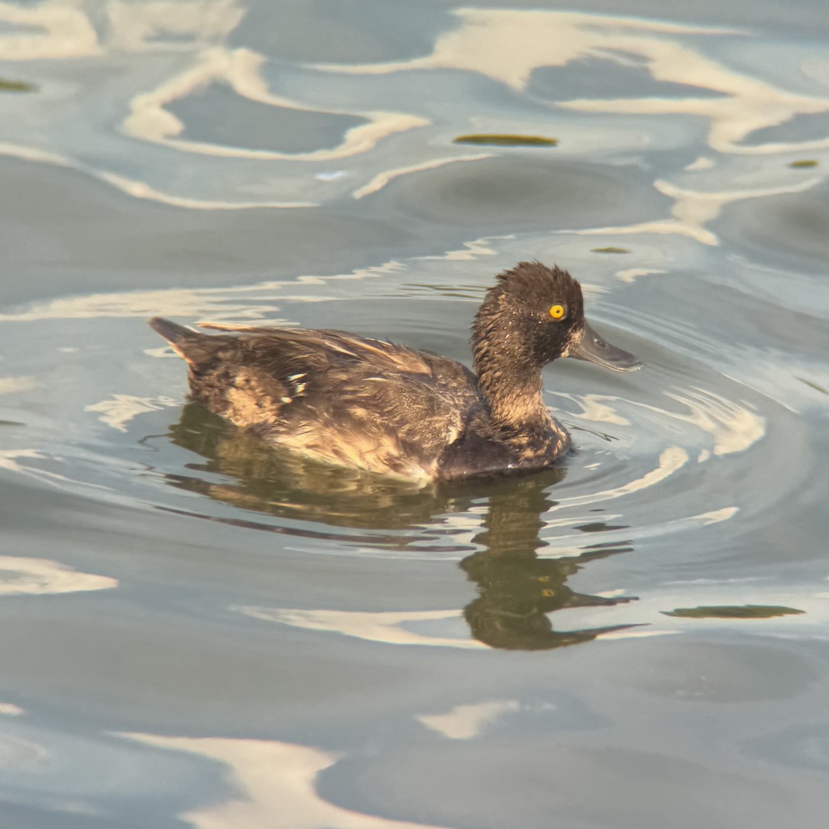 Lesser Scaup - ML639389250