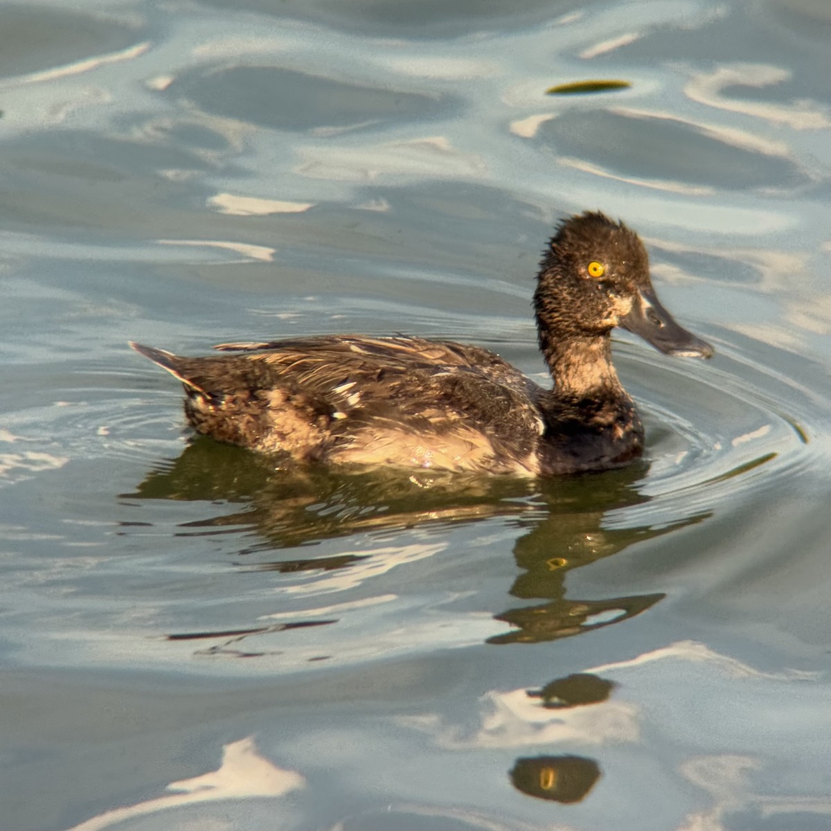 Lesser Scaup - ML639389251