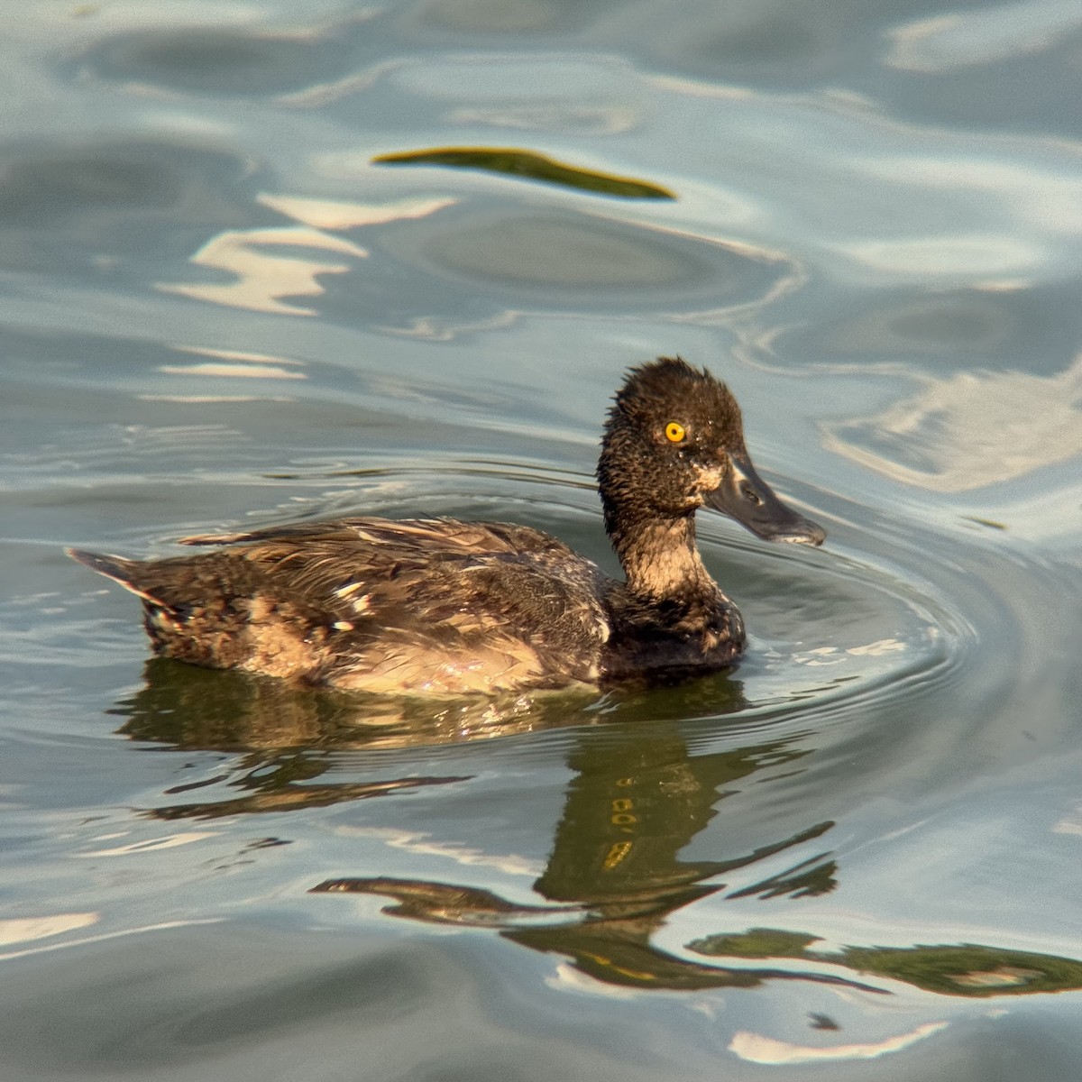 Lesser Scaup - ML639389252