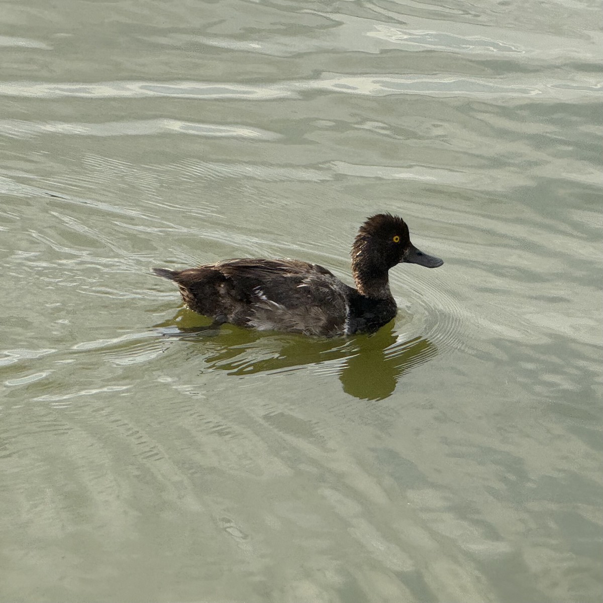 Lesser Scaup - ML639389253