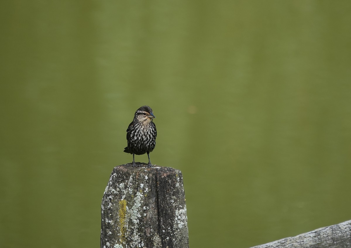 Red-winged Blackbird - ML639389270