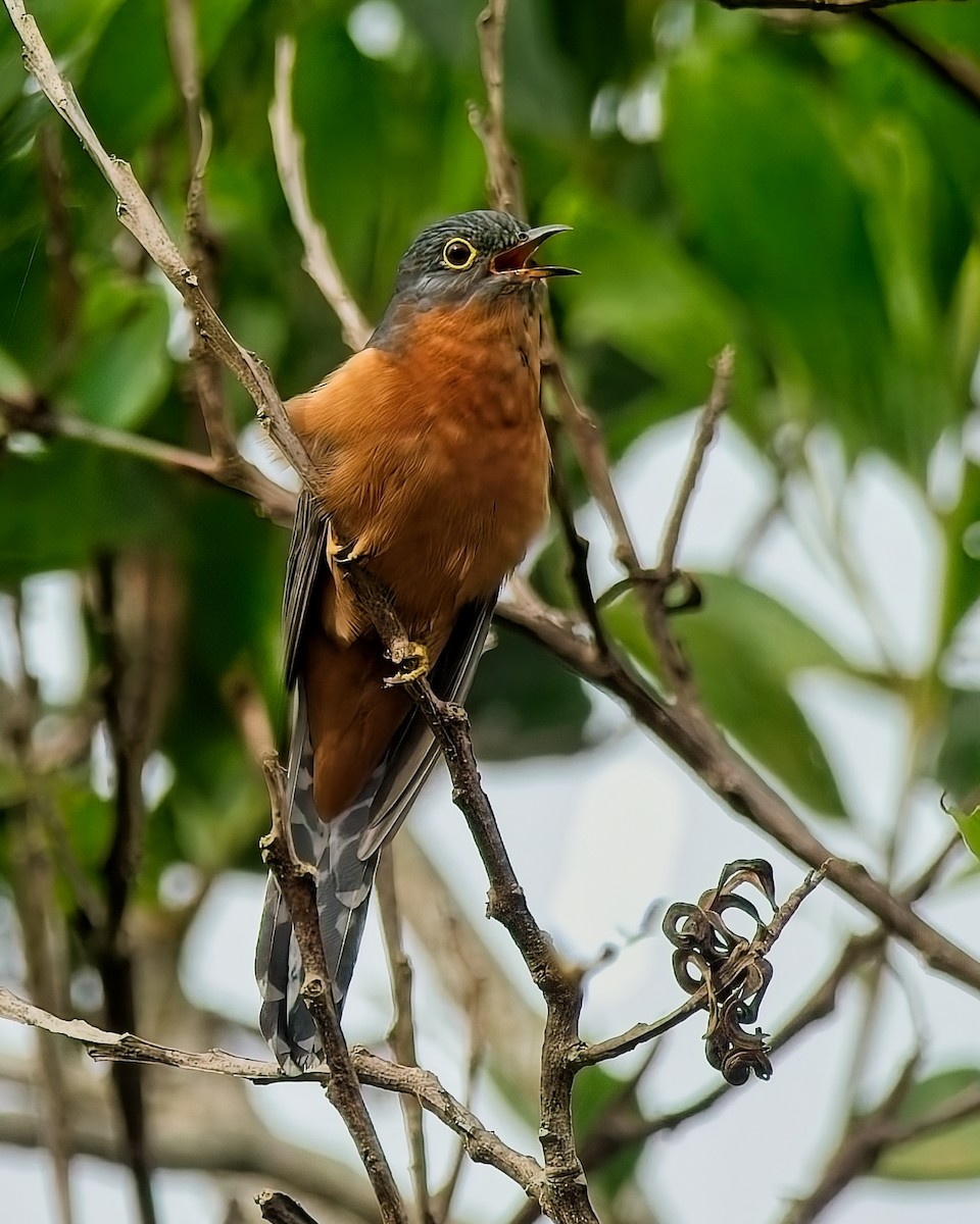 Chestnut-breasted Cuckoo - ML639389413