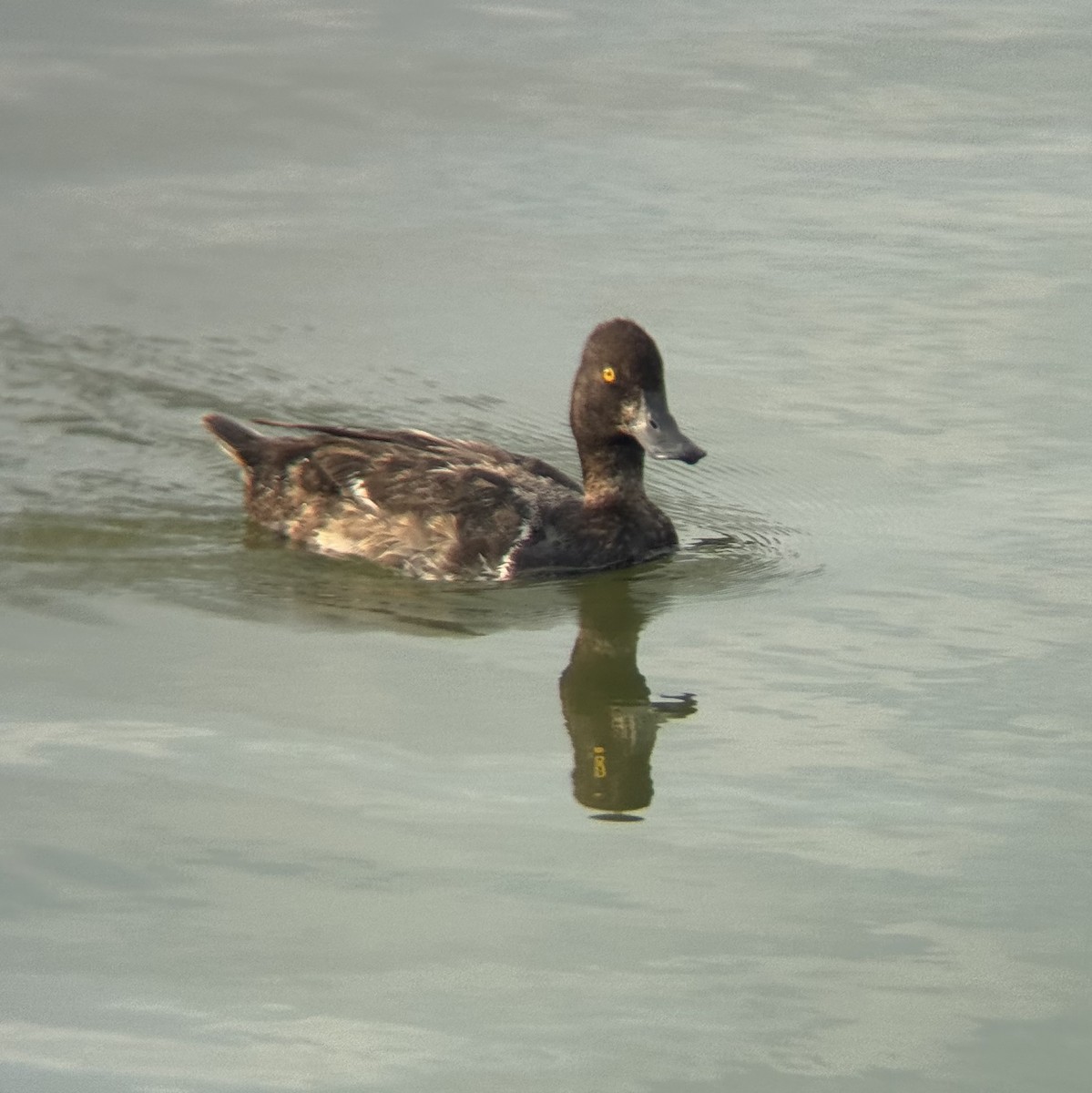 Lesser Scaup - ML639389463