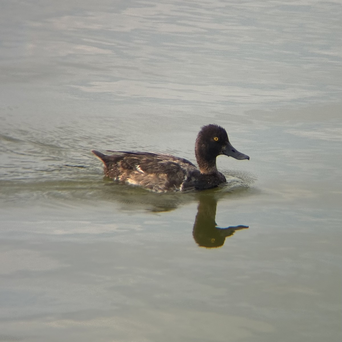Lesser Scaup - ML639389464