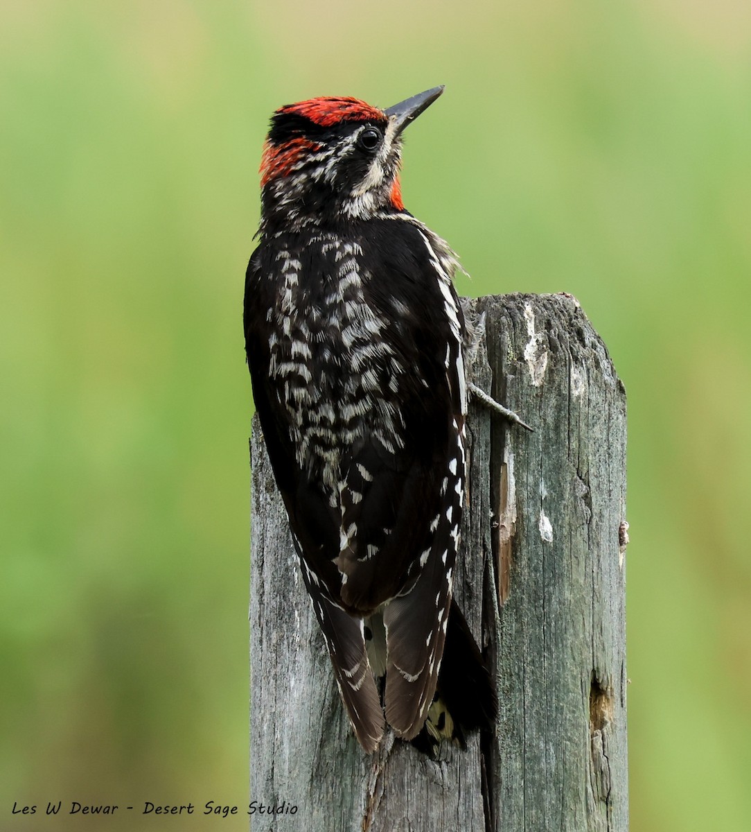 Red-naped Sapsucker - ML639389482