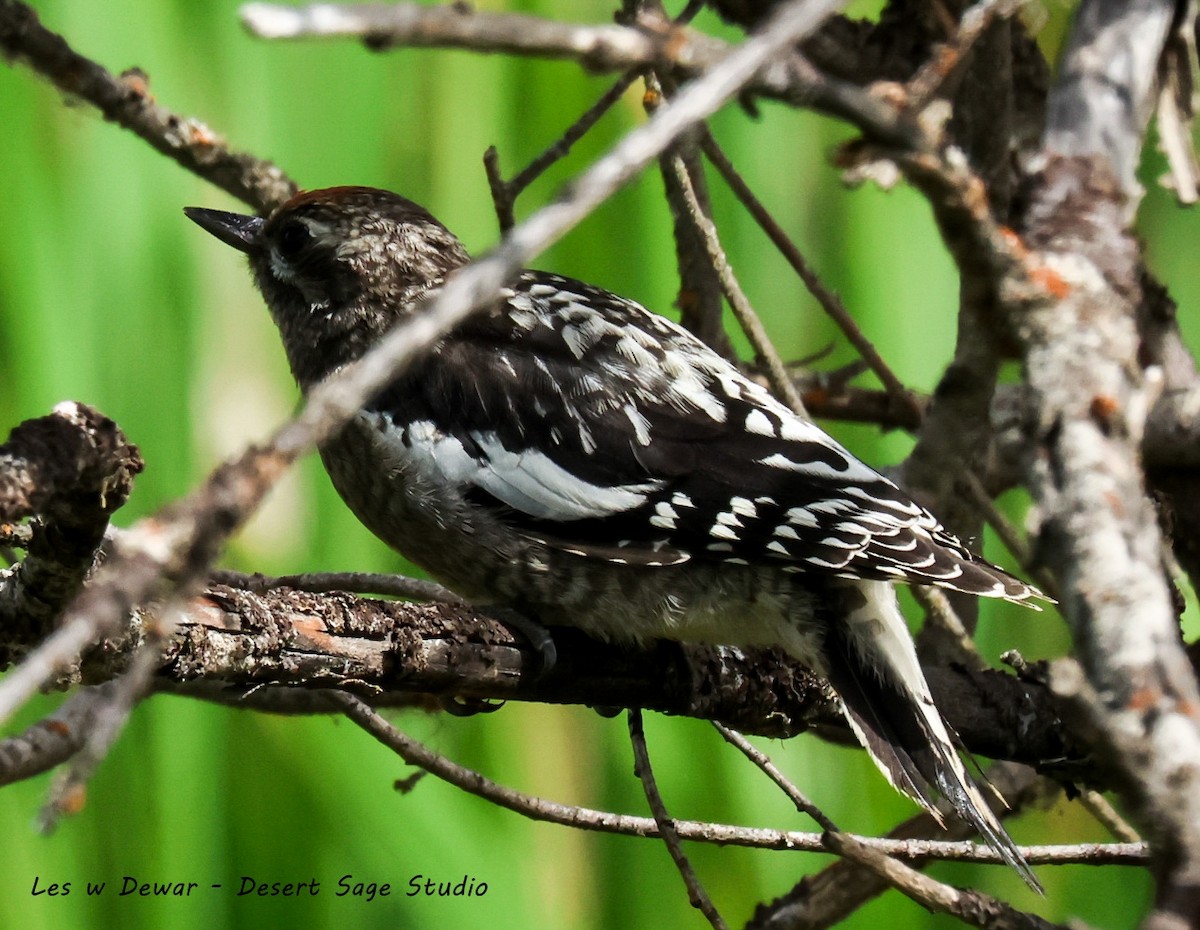 Red-naped Sapsucker - ML639389483