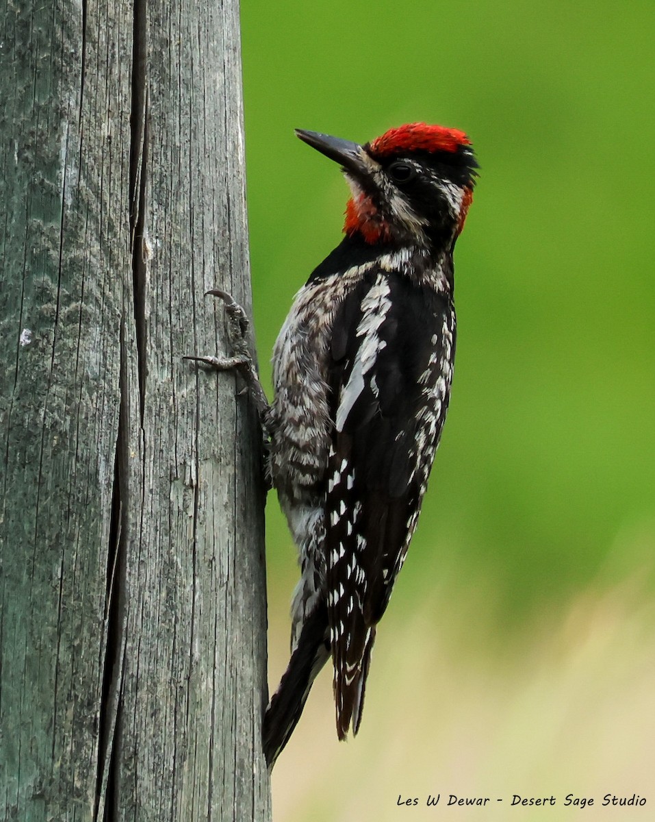 Red-naped Sapsucker - ML639389484