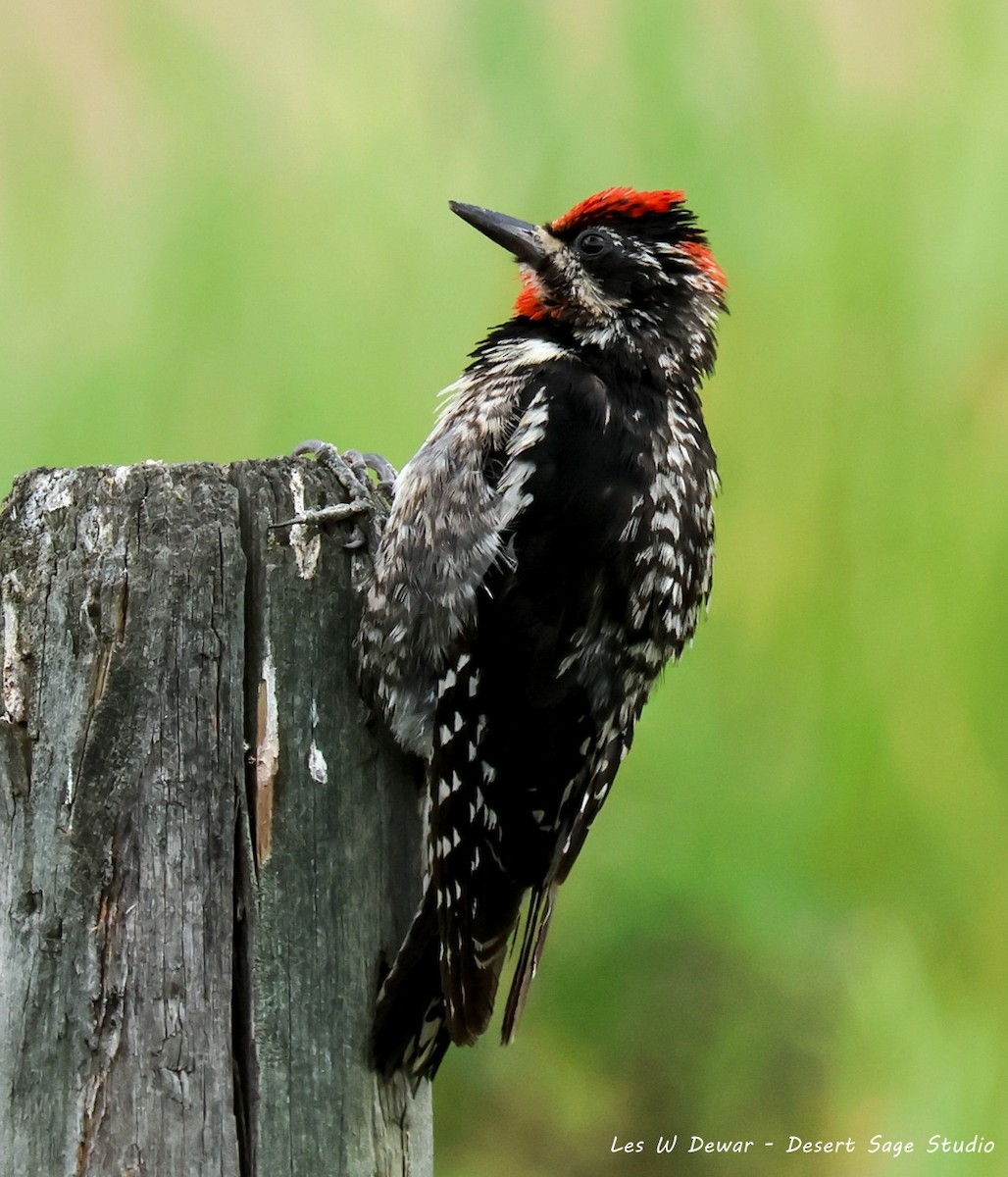 Red-naped Sapsucker - ML639389485