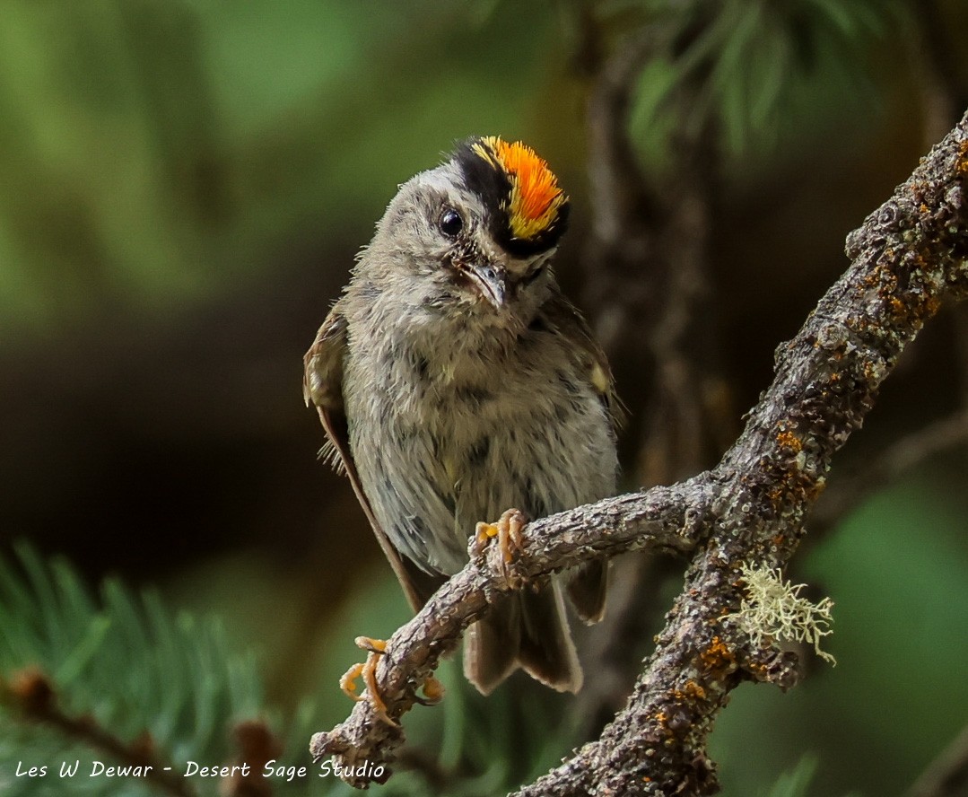 Golden-crowned Kinglet - ML639389519