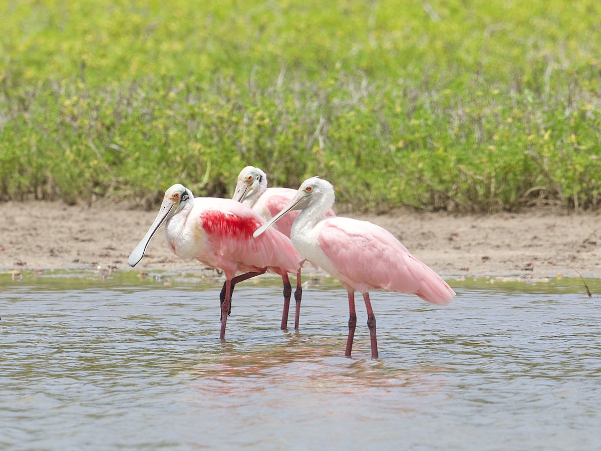 rosenskjestork - ML639389557
