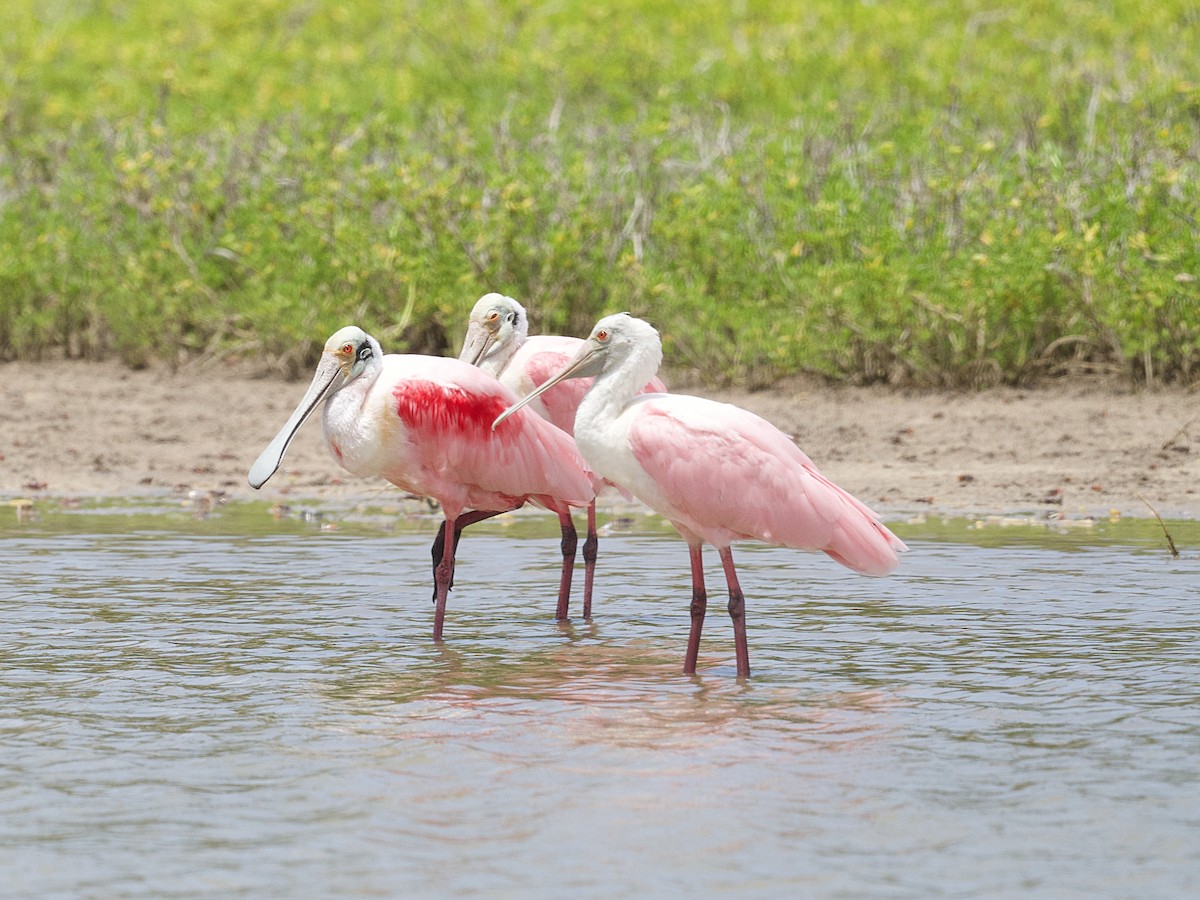 rosenskjestork - ML639389558