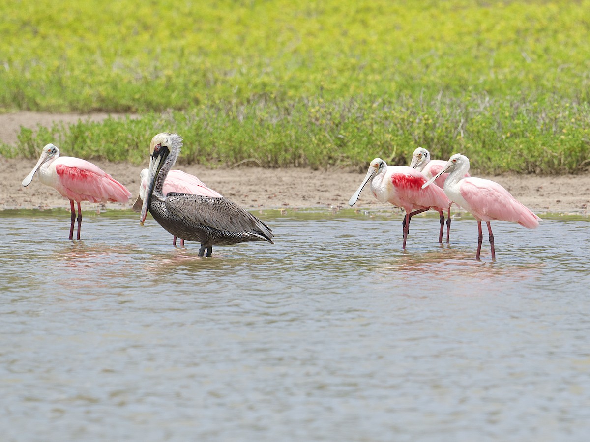 rosenskjestork - ML639389559