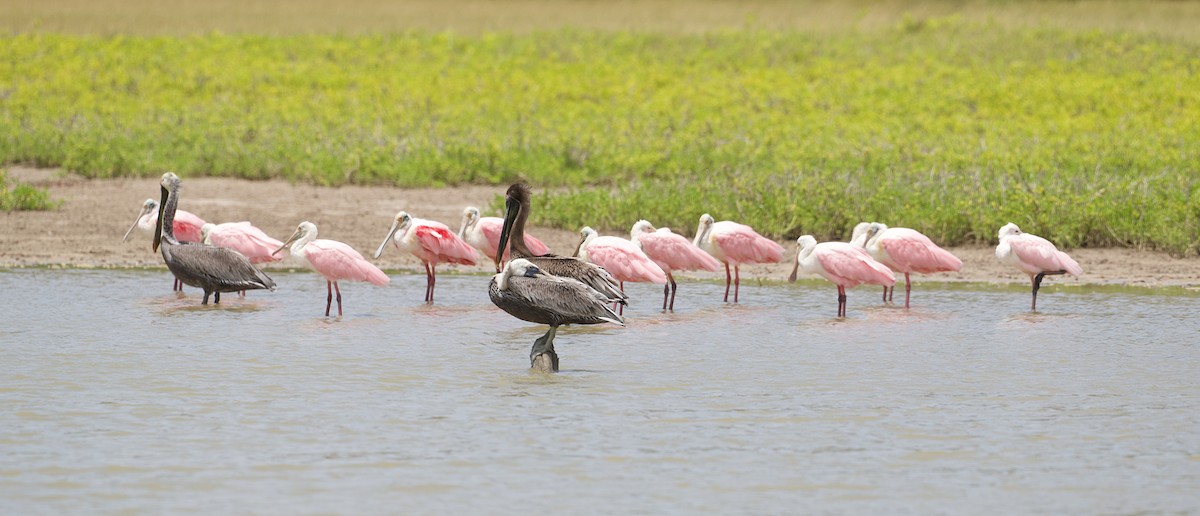 rosenskjestork - ML639389560