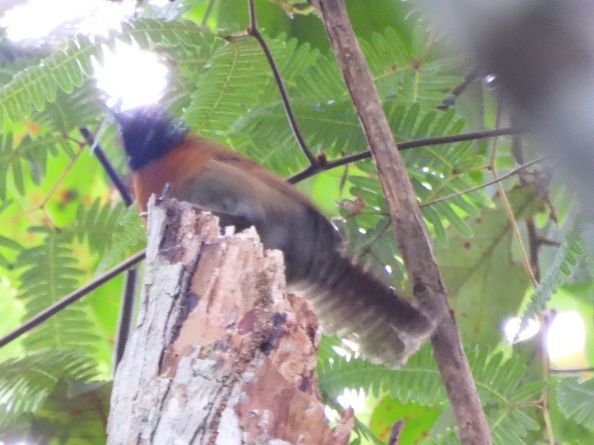 Sooty-headed Wren - ML639389566