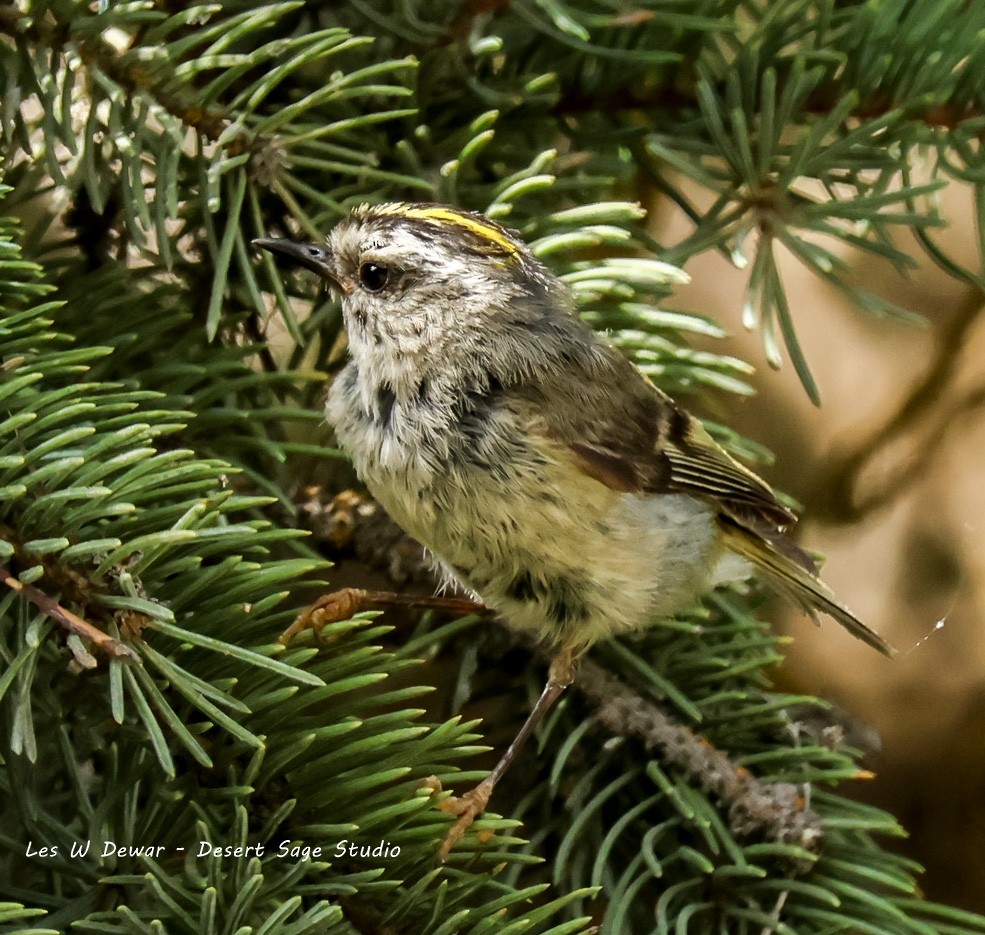 Golden-crowned Kinglet - ML639389568