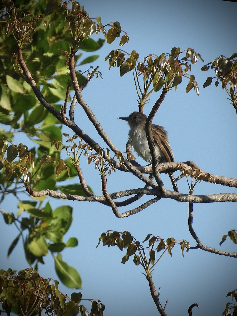 Puerto Rican Flycatcher - ML639389595