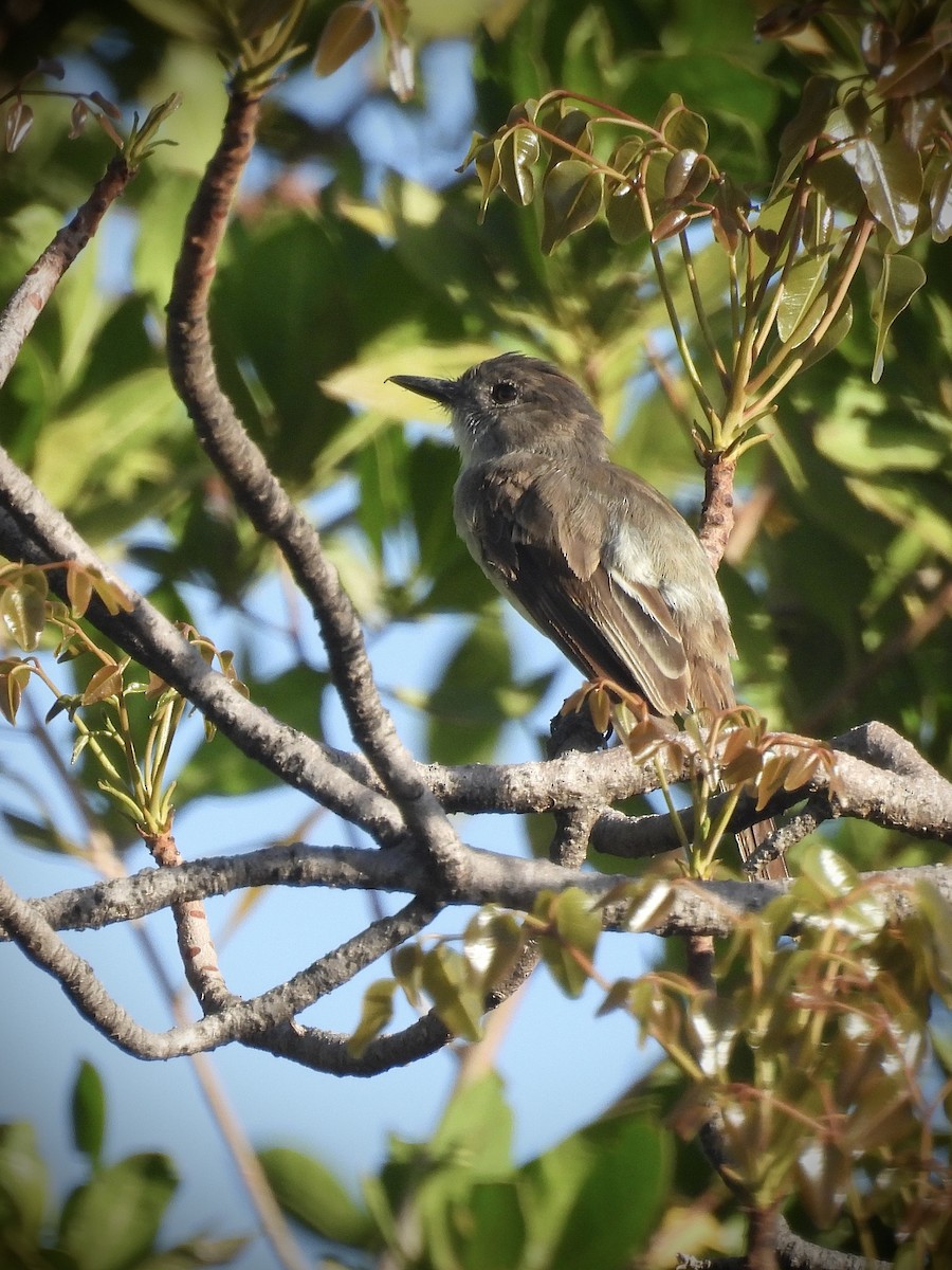 Puerto Rican Flycatcher - ML639389596