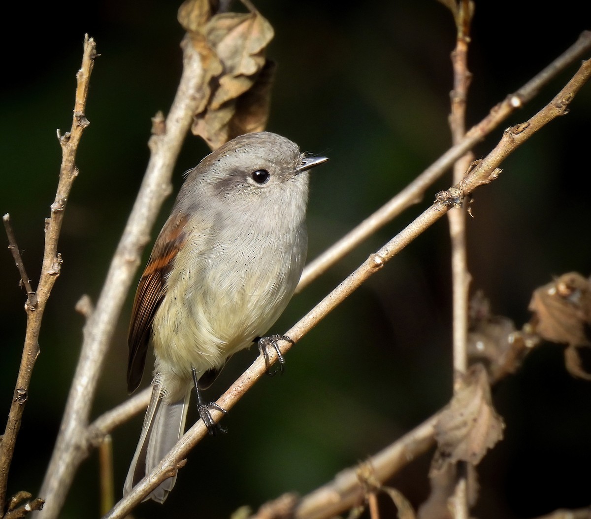 Patagonian Tyrant - ML639389633