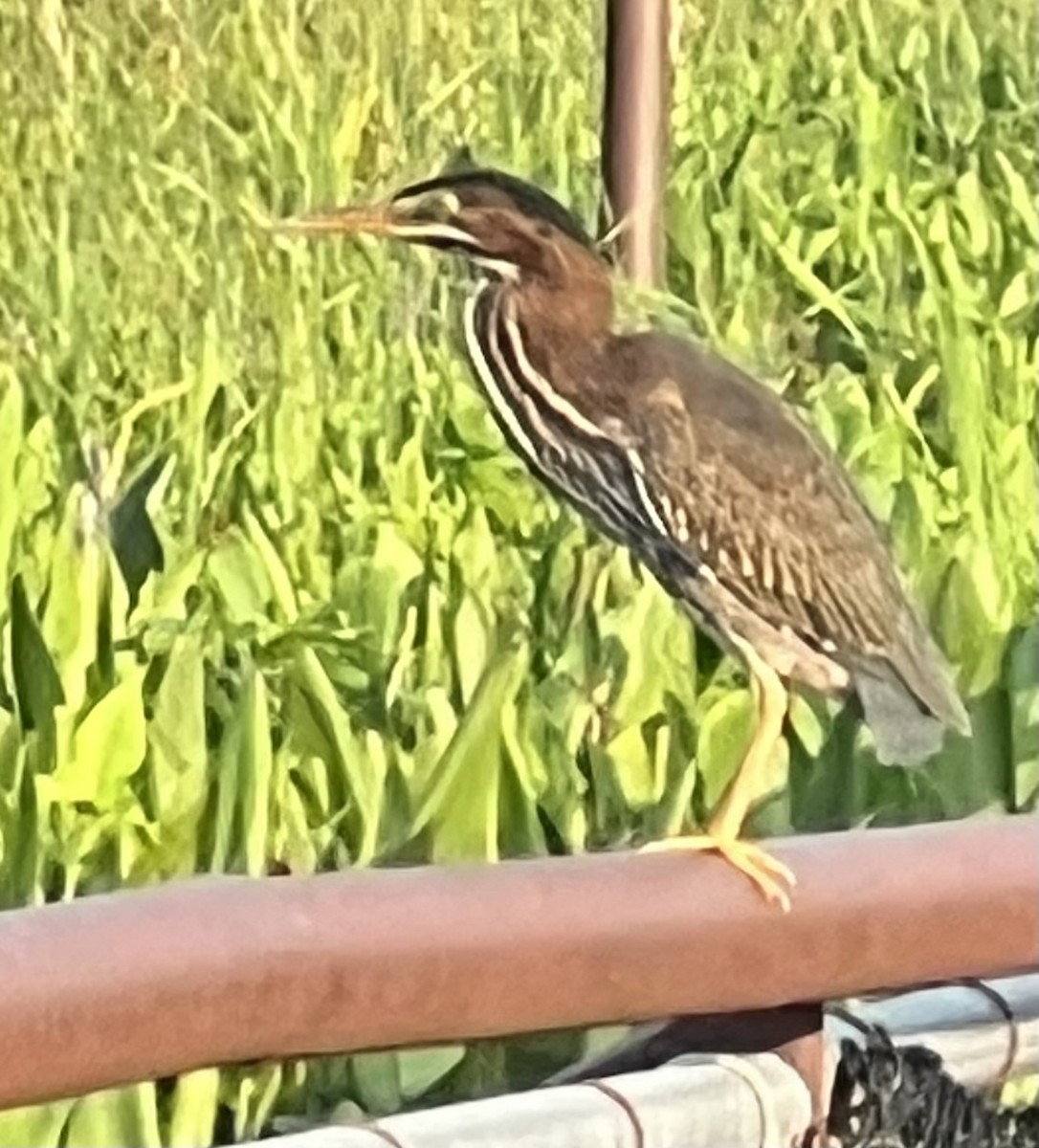 Green Heron - ML639389657