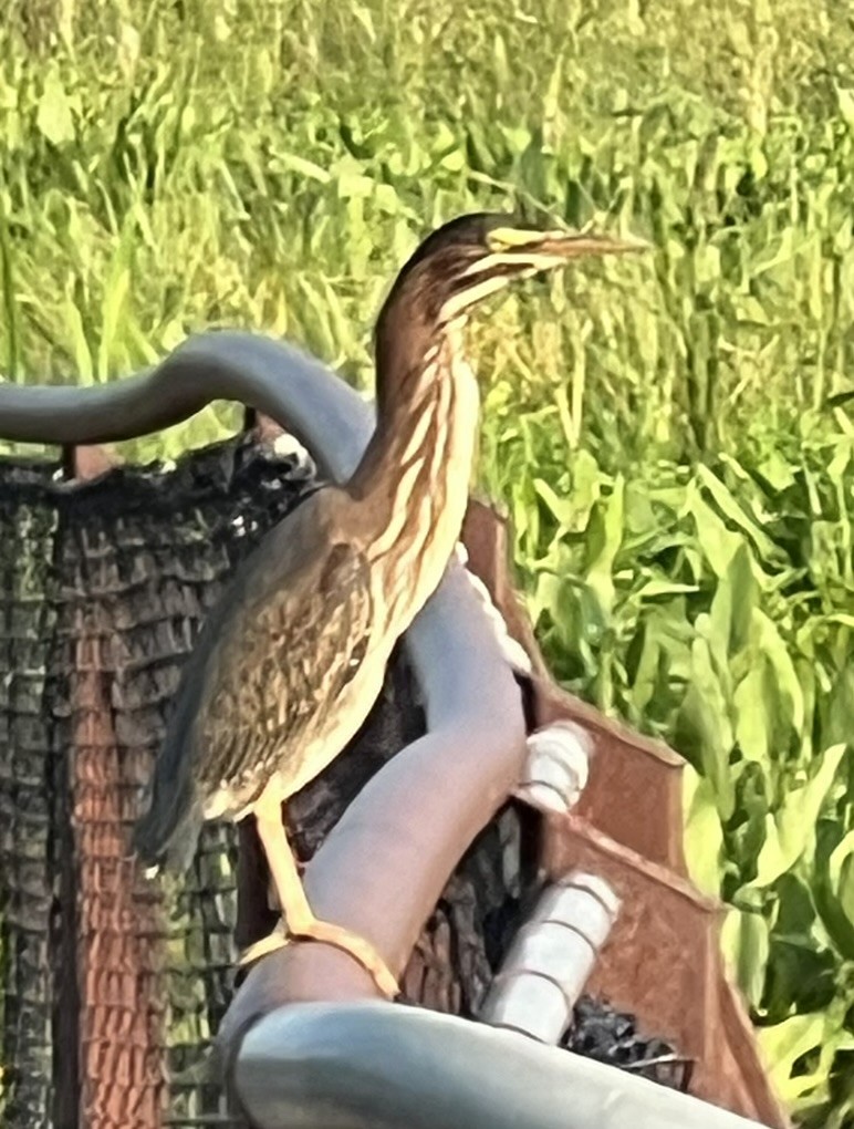 Green Heron - ML639389658