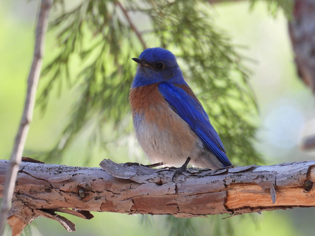 Western Bluebird - ML639389679