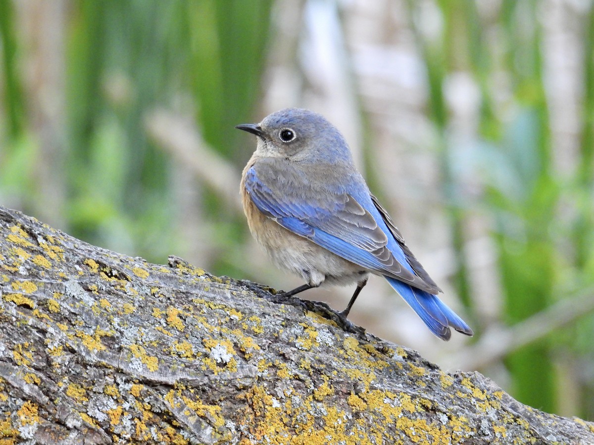 Western Bluebird - ML639389680