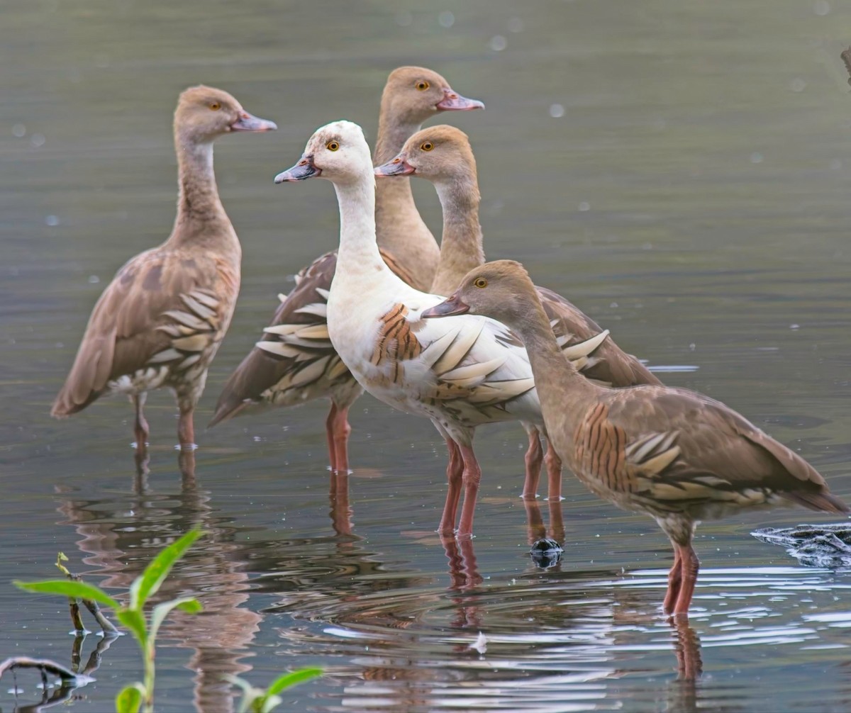 Plumed Whistling-Duck - ML639389691