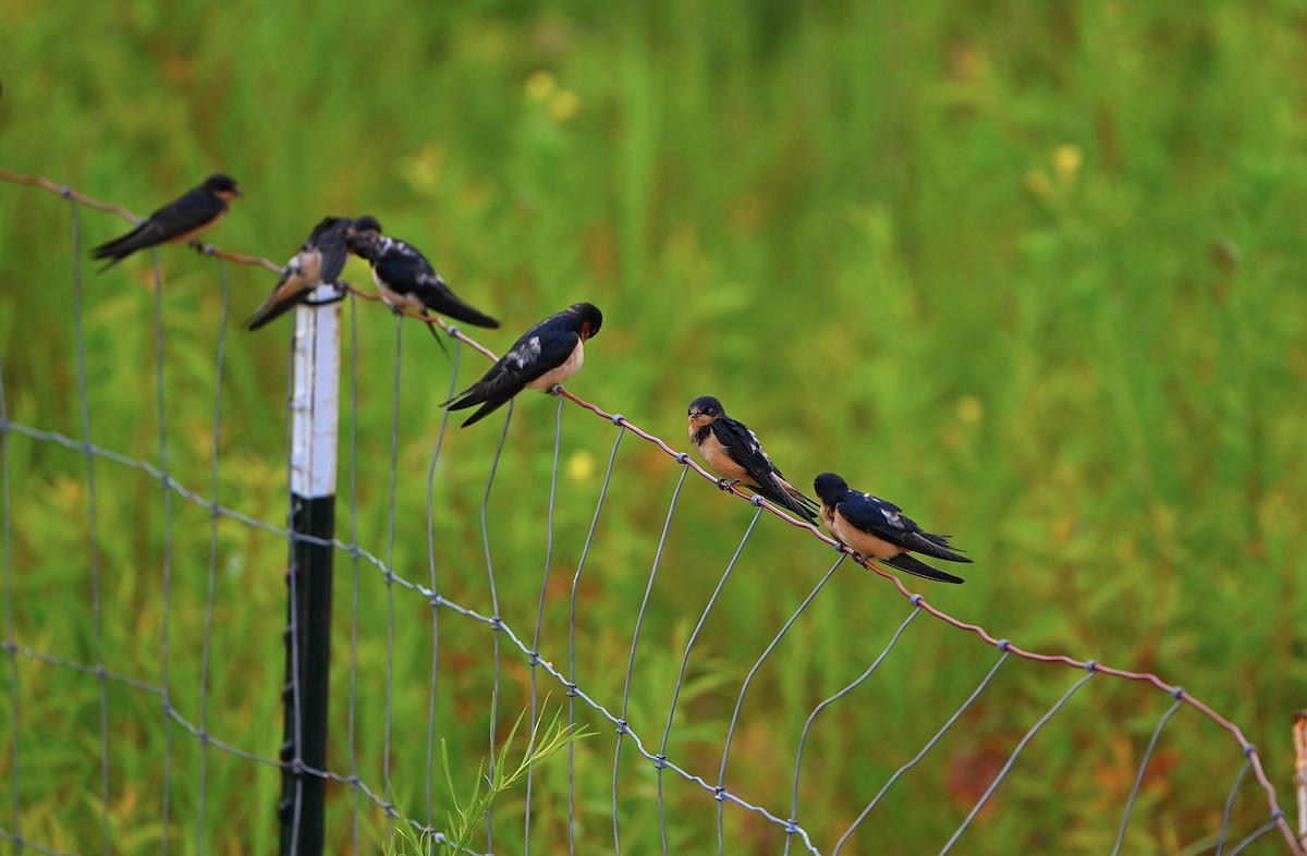 Асрын хараацай - ML639389738