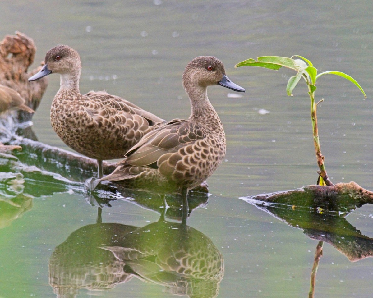 Gray Teal - ML639389868