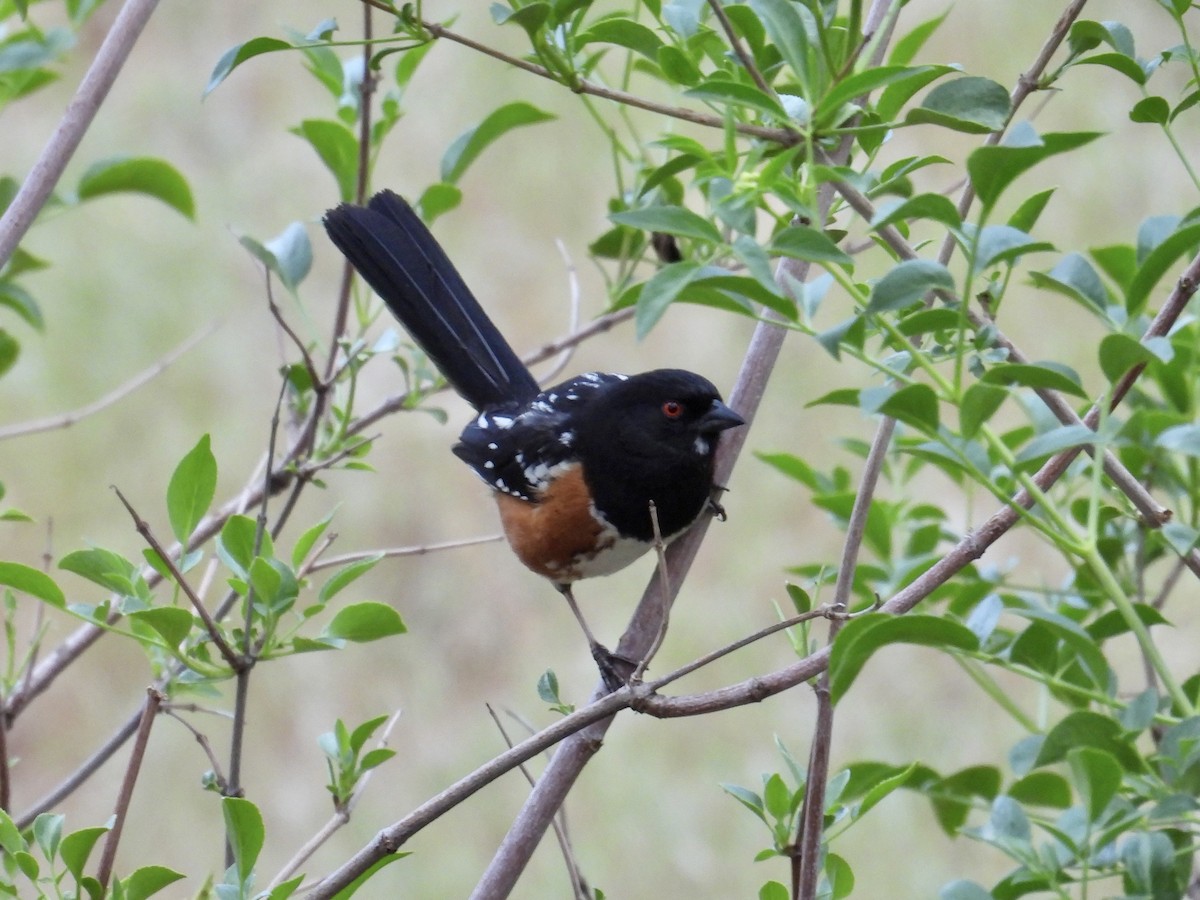 ホシワキアカトウヒチョウ - ML639389915