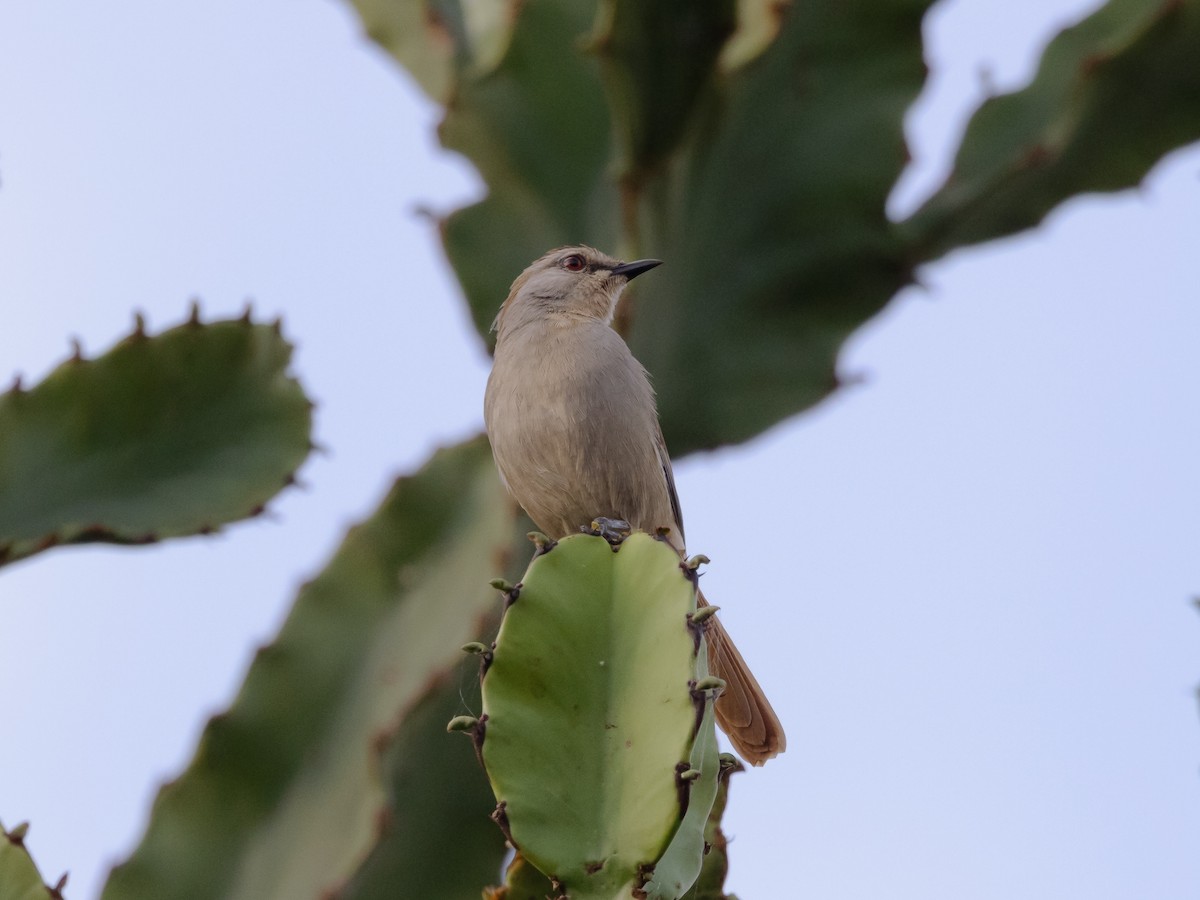 Rufous-tailed Palm-Thrush - ML639389931