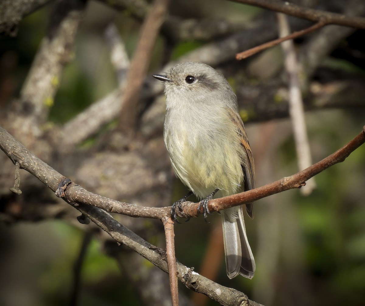 Patagonian Tyrant - ML639389972