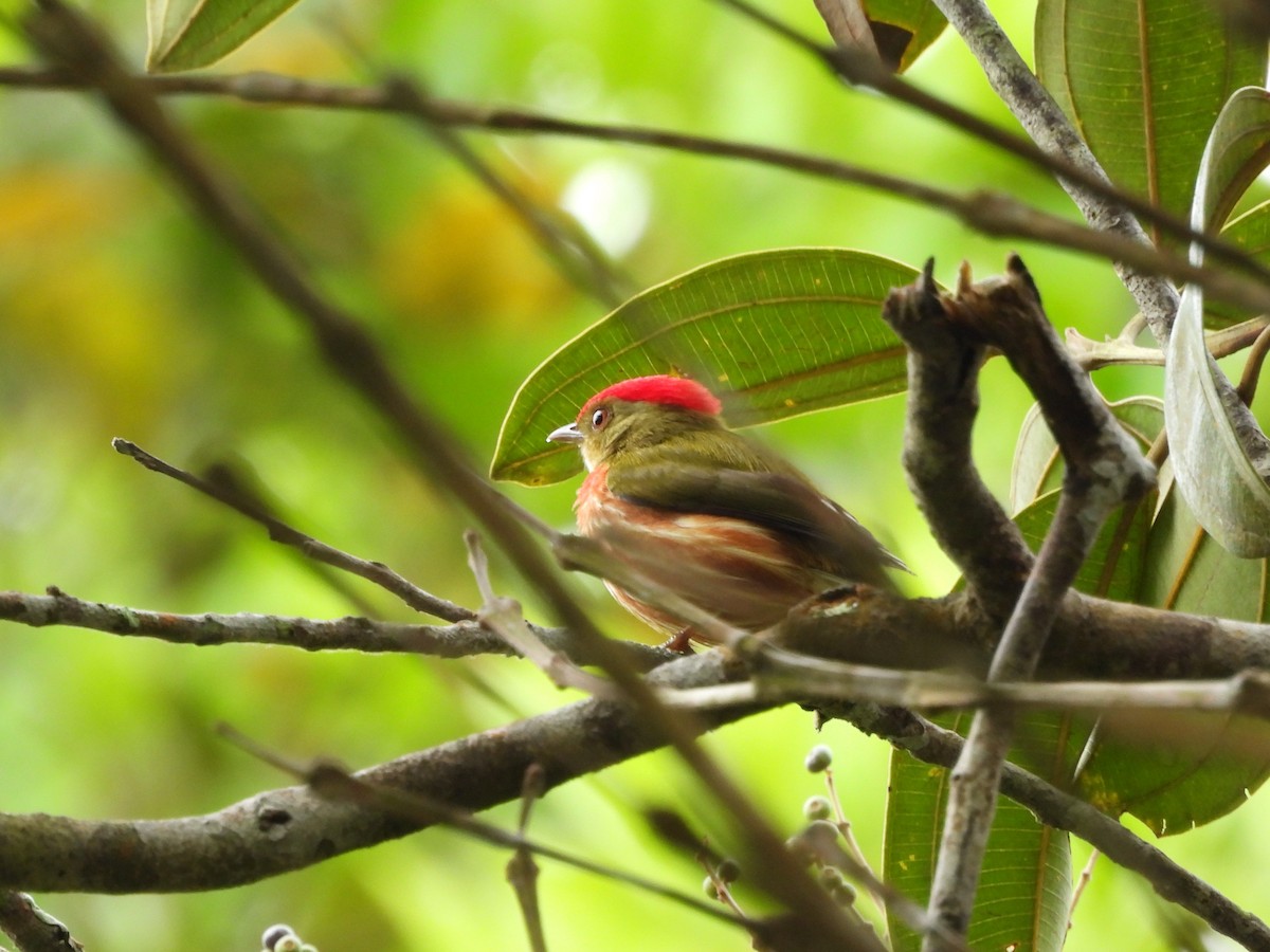 rødstripemanakin - ML639389978