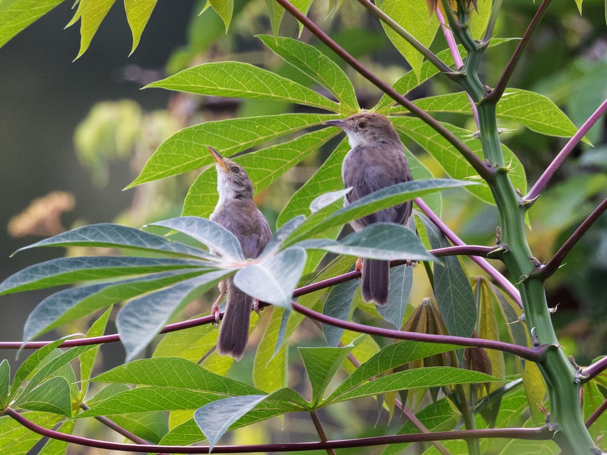 Bubbling Cisticola - ML639389987