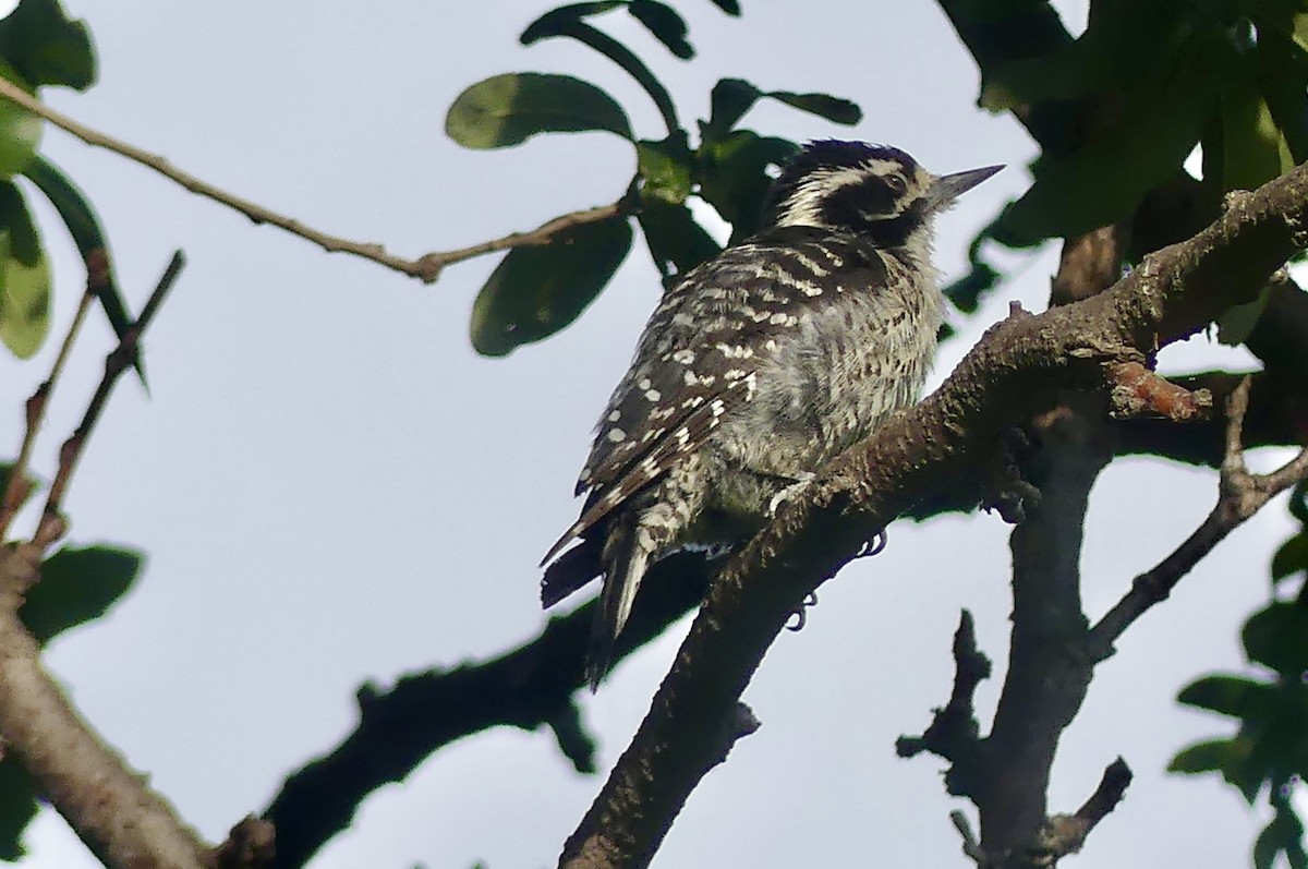 Nuttall's Woodpecker - ML639390195