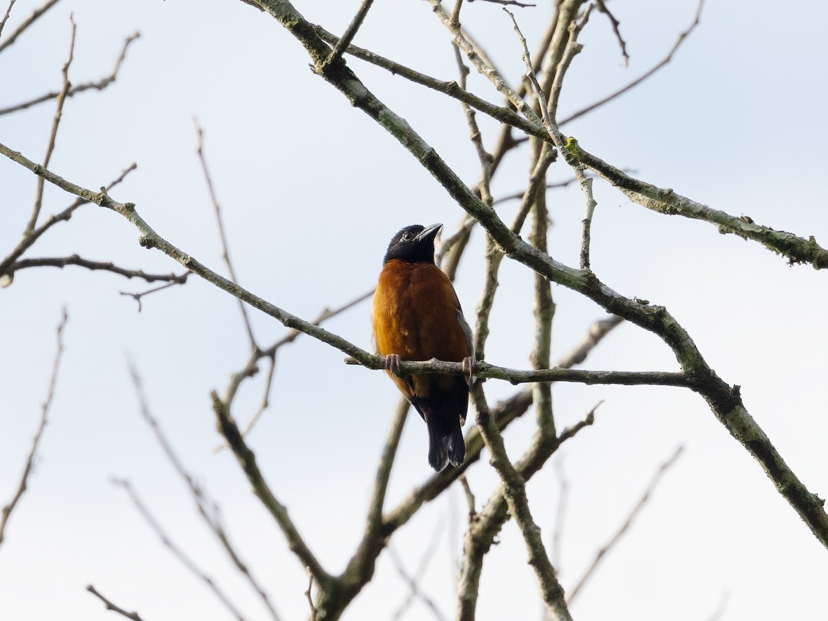 Yellow-mantled Weaver - ML639390218