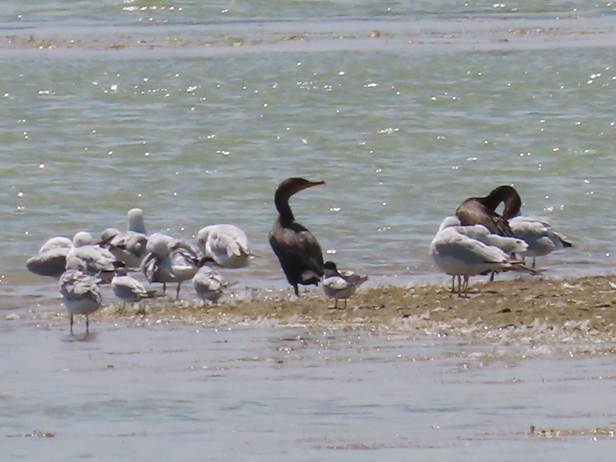 Forster's Tern - ML639390233