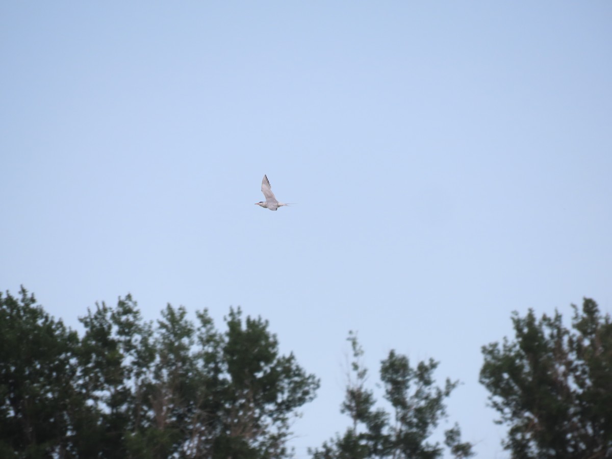 Forster's Tern - ML639390234