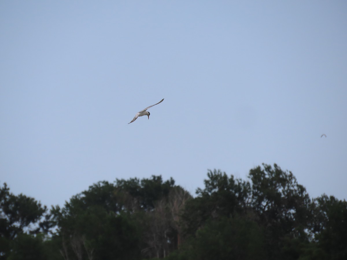 Forster's Tern - ML639390235