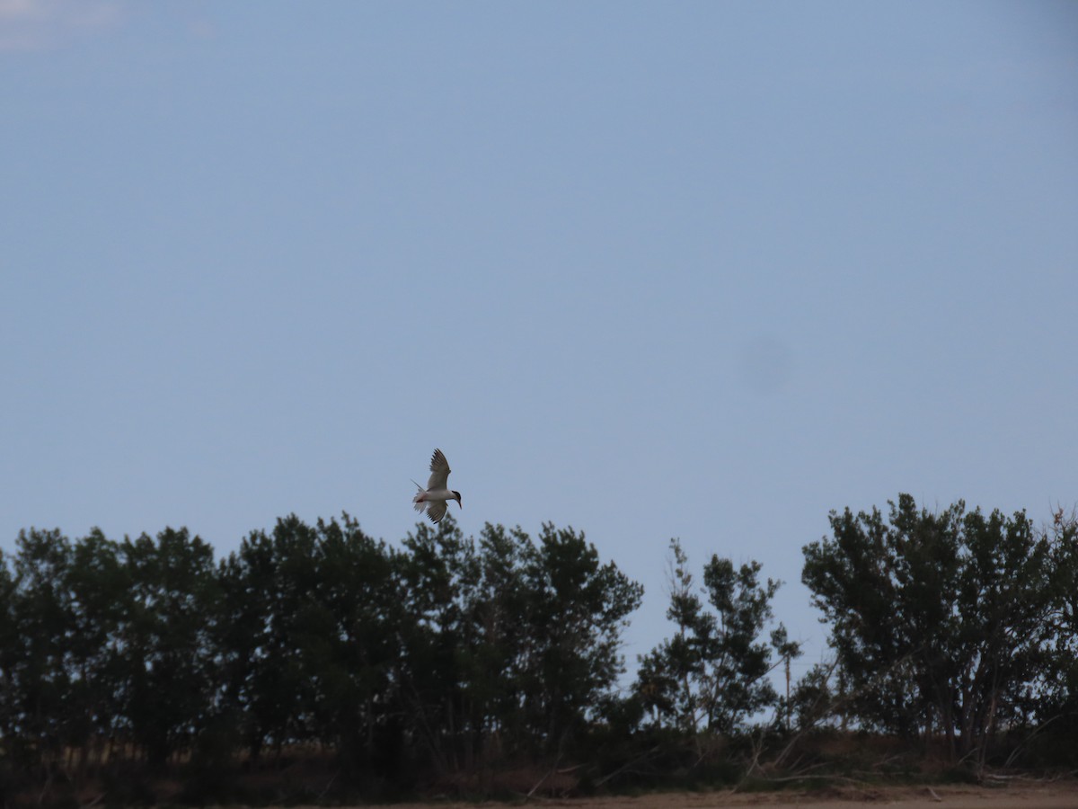 Forster's Tern - ML639390236