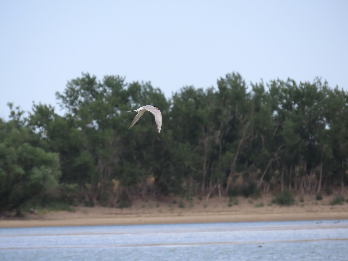 Forster's Tern - ML639390237