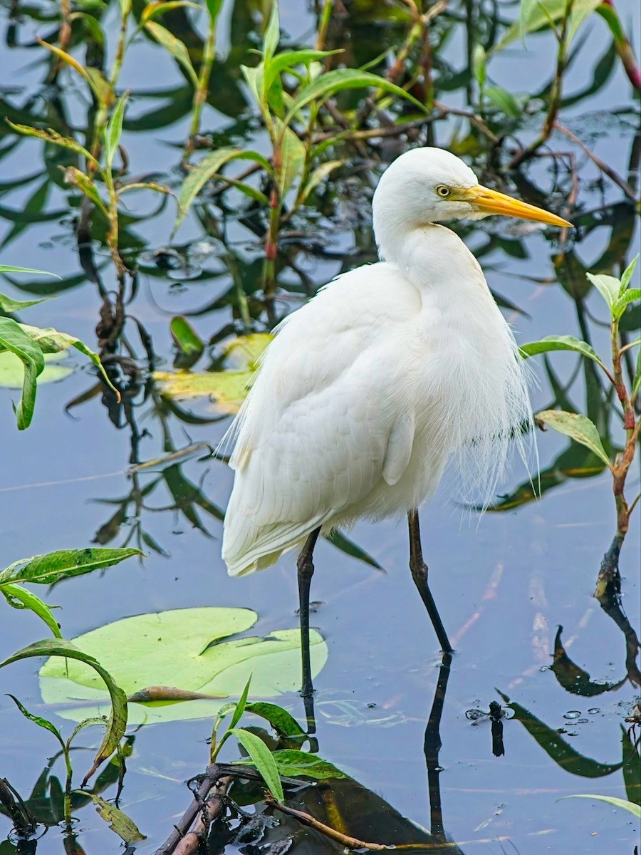 Plumed Egret - ML639390275