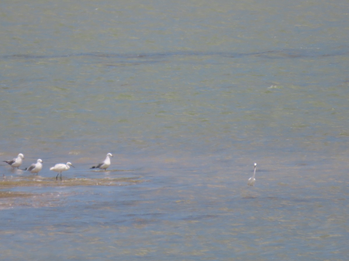 Snowy Egret - ML639390299
