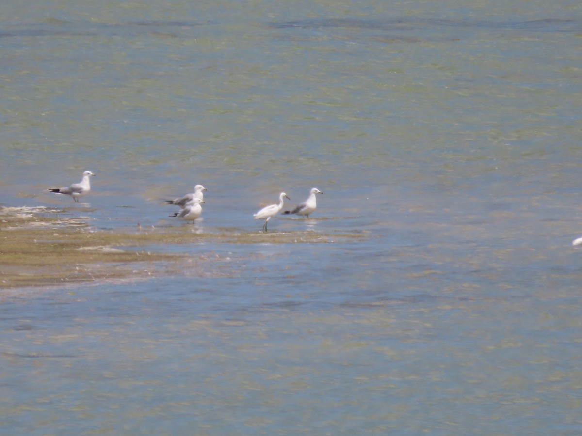Snowy Egret - ML639390300