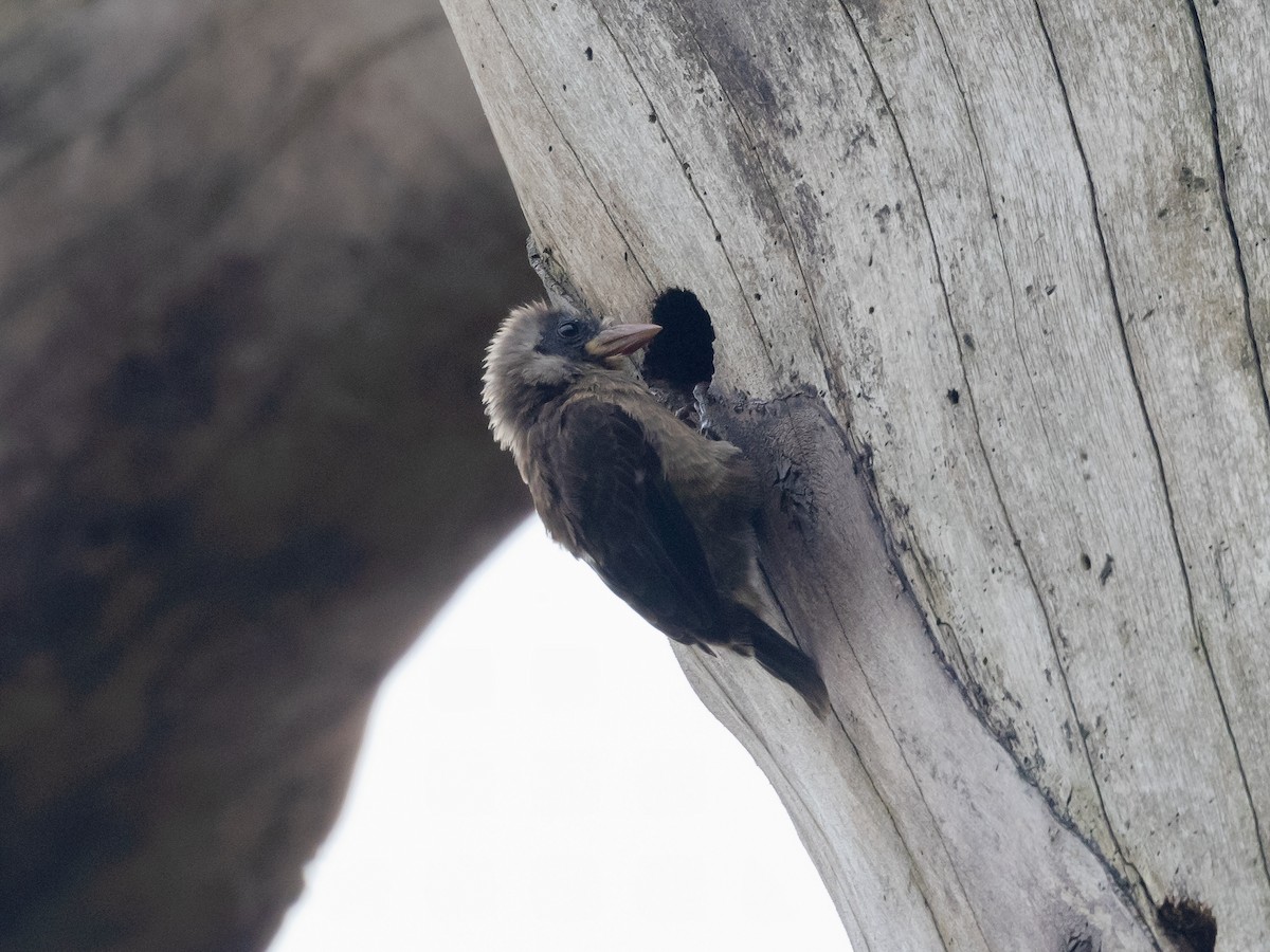 Naked-faced Barbet - ML639390393