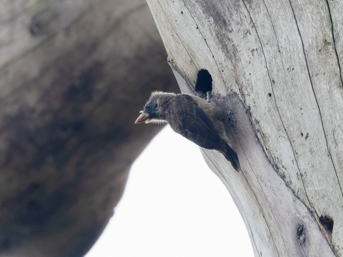 Naked-faced Barbet - ML639390394