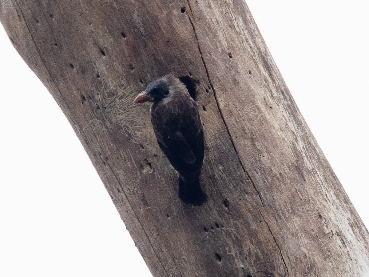 Naked-faced Barbet - ML639390395