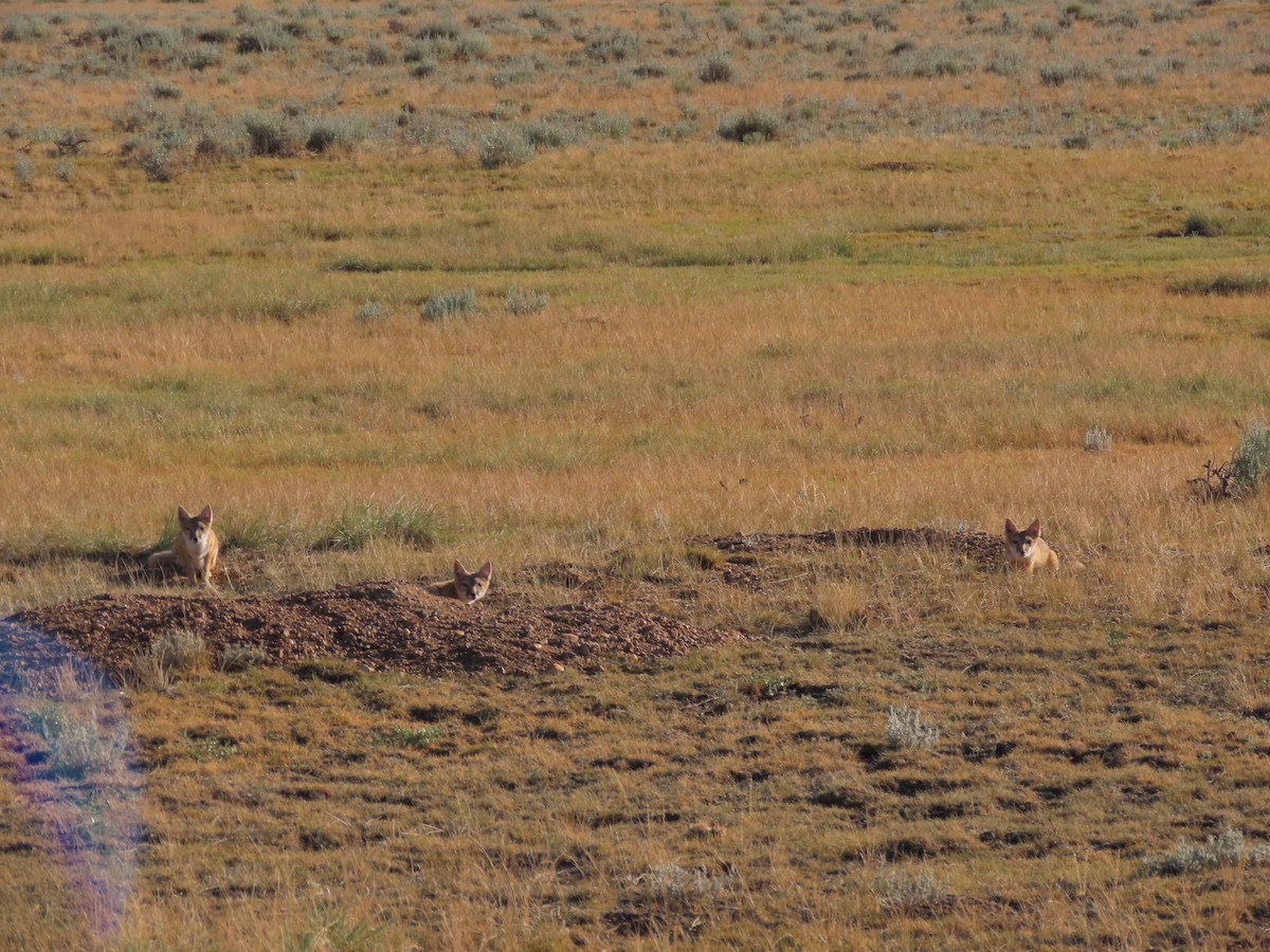 Swift Fox - ML639390396