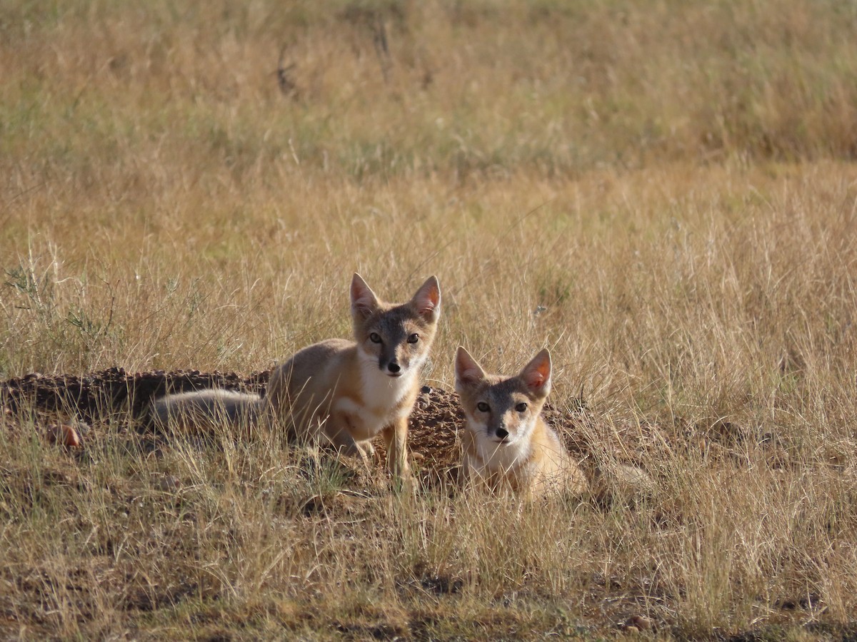 Swift Fox - ML639390397